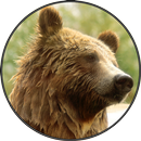 Drôles Sons de Gros Ours APK