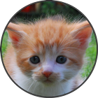 Funny Cat Kitten Sounds アイコン