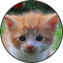 Funny Cat Kitten Sounds APK