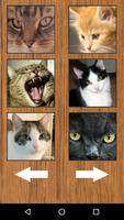 1 Schermata Funny Cat Kitten Sounds