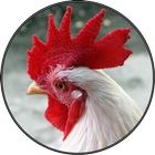 Funny Chicken Rooster Sounds biểu tượng