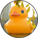 Funny Rubber Duck Sounds aplikacja