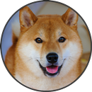 Many Doge Shiba Inu Sounds aplikacja