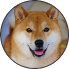 Many Doge Shiba Inu Sounds icône