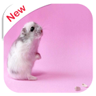 Hamster Wallpapers آئیکن