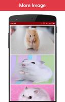 Hamster Wallpapers Affiche