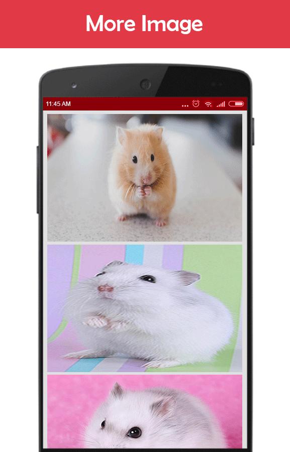 Android 用の ハムスターの壁紙 Apk をダウンロード