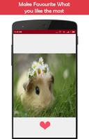 Hamster Wallpapers স্ক্রিনশট 1