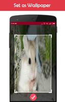 Hamster Wallpapers স্ক্রিনশট 2