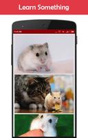 Hamster Wallpapers اسکرین شاٹ 3