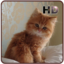 Cute Kitten Wallpaper HD APK