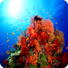 UNderwater Reefs / camera LIVE ไอคอน