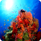 UNderwater Reefs / camera LIVE icône