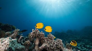 1 Schermata UNderwater Reefs / camera LIVE