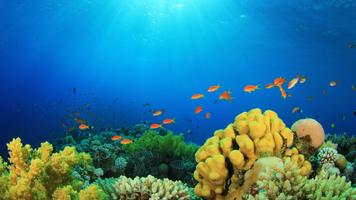 UNderwater Reefs / camera LIVE 截图 2