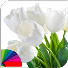 Theme - Tulips icône