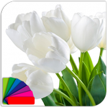 Theme - Tulips