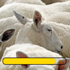Give you a baa response-icoon