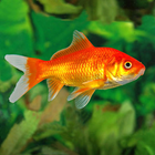 Goldfish Nauy ikona