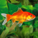 Goldfish Nauy icono