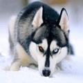 Husky Nauy