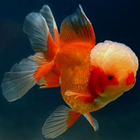 Goldfish Eng أيقونة