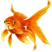 Goldfish Itali
