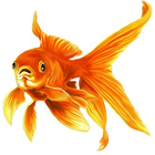 Goldfish Itali Zeichen