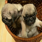 ikon Pug Itali