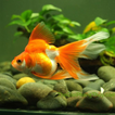 Goldfish In