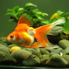 Goldfish In icono