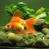 Goldfish In أيقونة