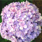 Hydrangea In 아이콘