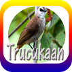 Suara burung trucukan