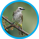masteran trucukan APK