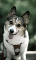 Cutey Dog Wallpaper HD スクリーンショット 2