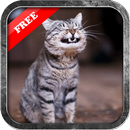 Funny Cute Cat Wallpaper-APK