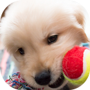 Arrange Dogs APK