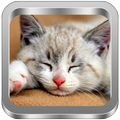 Cat Sound New