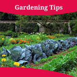 Gardening Tips ícone