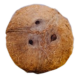 CoCo FuN simgesi