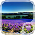 Purple Lavander Wallpaper