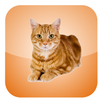 Cat Screen Cleaner APK