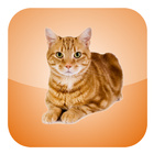Cat Screen Cleaner icono