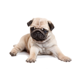 ”Dog screen cleaner