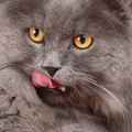 Cats Themes