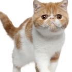 Best Cats Wallpapers Themes icon
