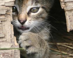 3 Schermata Migliori gatti e gattini temi