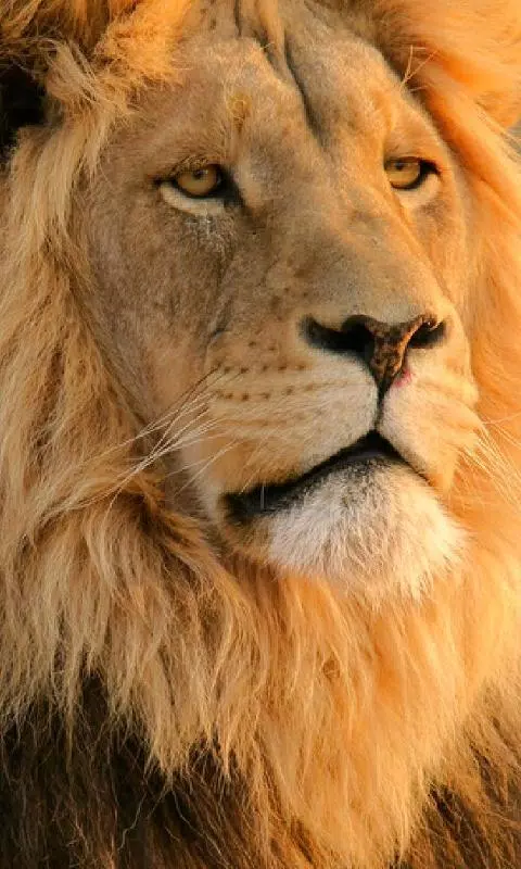Big Cats Wallpapers APK for Android Download Big Cats Wallpapers APK for Android Download