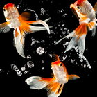 Gold Fish Wallpaper icono